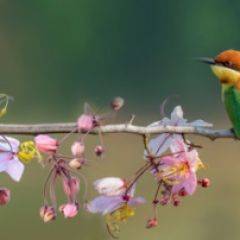 Кухонный фартук Фауна 015 МДФ матовый (3000) Fauna в Снежинске - snezhinsk.mebel24.online | фото