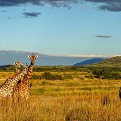 Кухонный фартук Фауна 061 МДФ матовый (3000) Fauna в Снежинске - snezhinsk.mebel24.online | фото