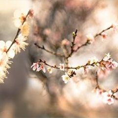 Кухонный фартук Цветы 317 МДФ матовый (3000) Flowers в Снежинске - snezhinsk.mebel24.online | фото